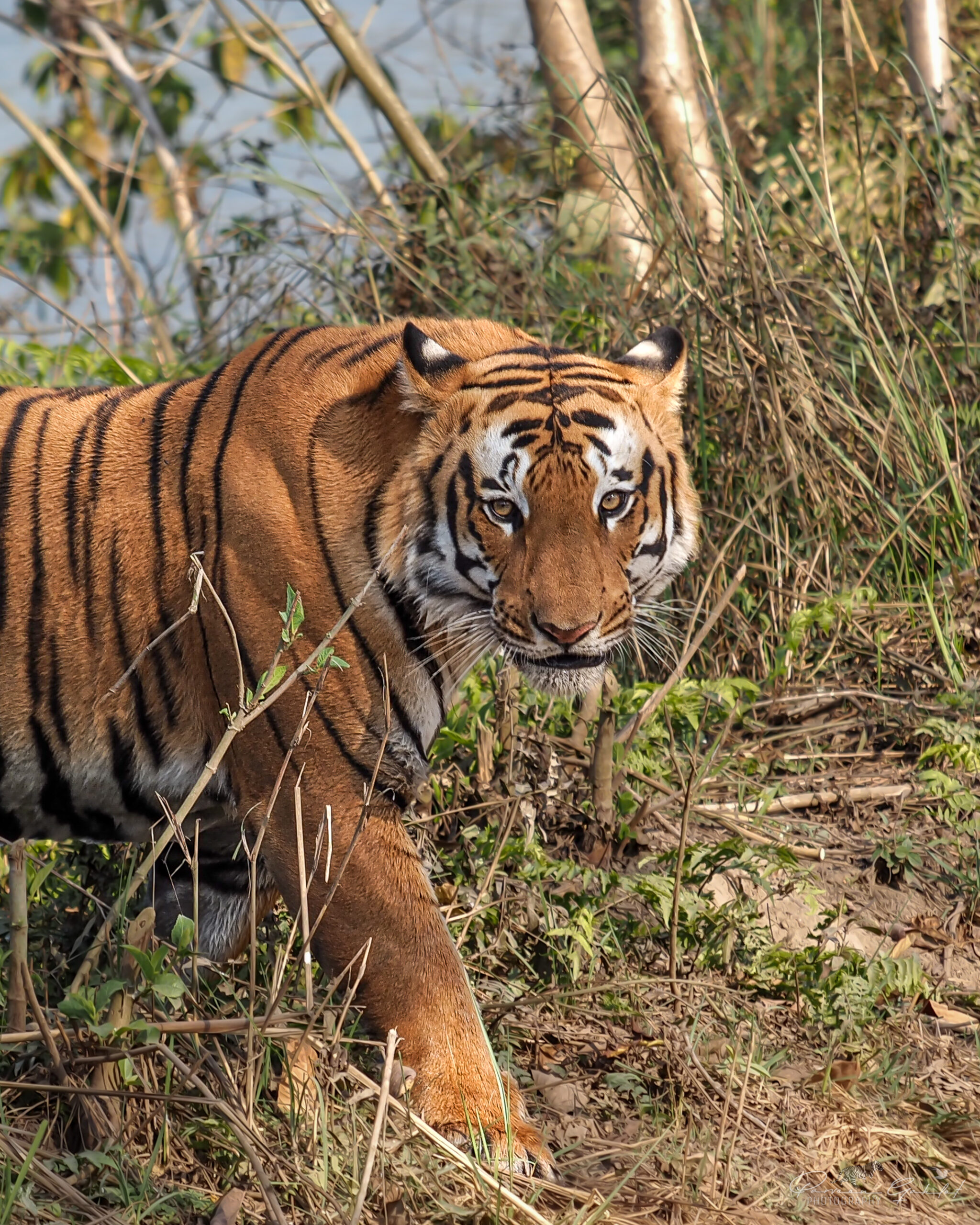 Pilibhit 20-22 Mar EM1 (5) Tiger