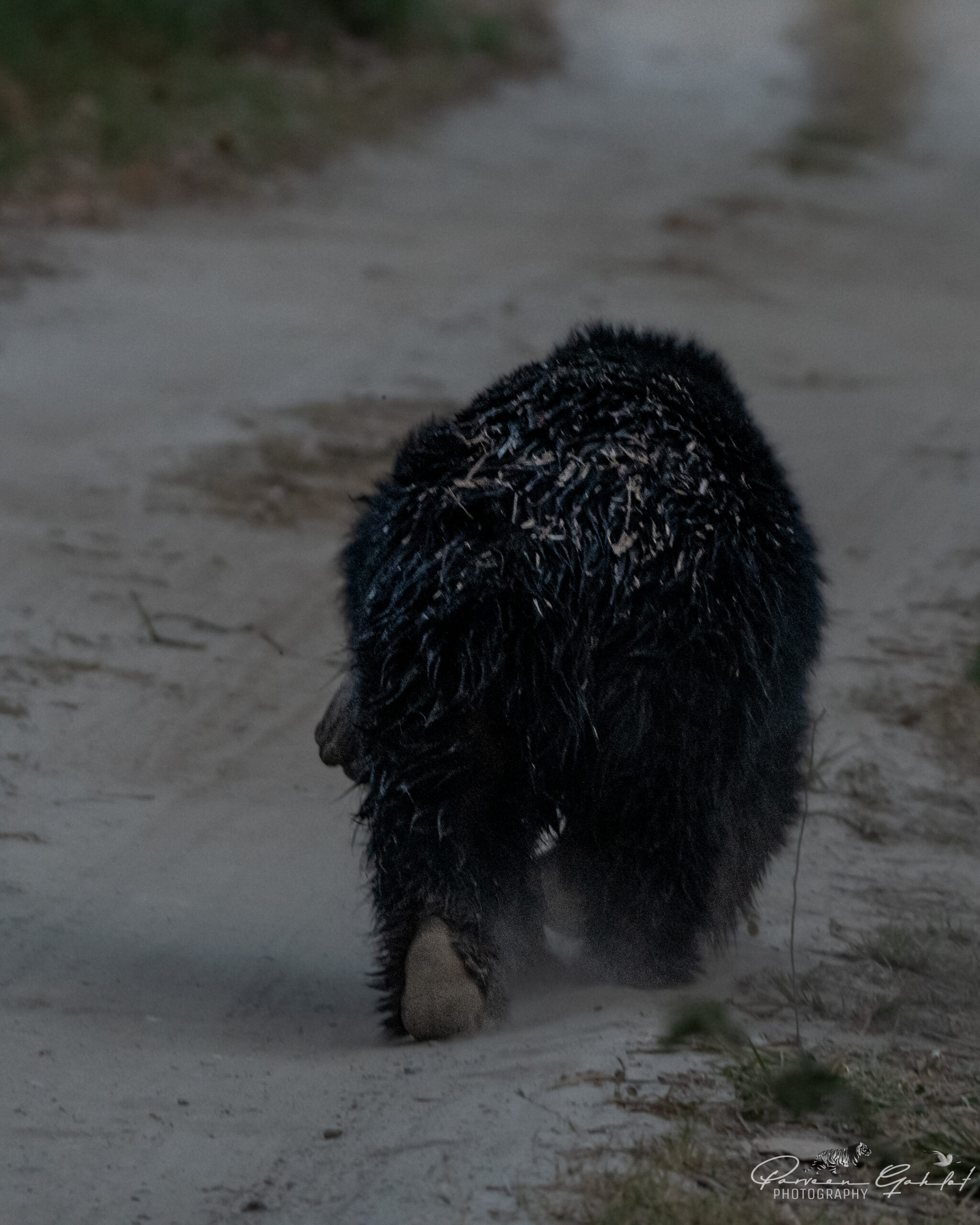 Pilibhit TR (24) Sloth Bear